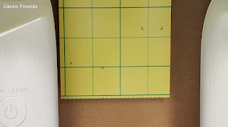 Yellow sticky trap full of gnats next to a basil pot