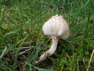 Czubajeczka cuchnąca - Lepiota cristata