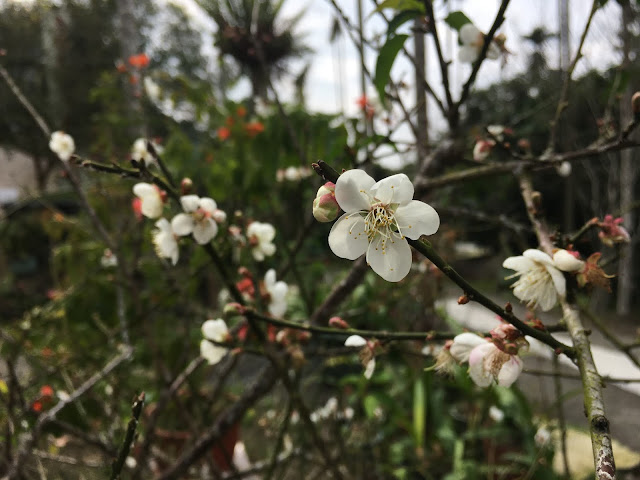 plums blooming at Meiling Scenic Area 梅嶺風景區, Tainan, Taiwan