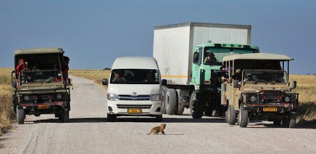 Lioness and her three cubs crossing the road at Etosha National Park Namibia, lioness and her cubs