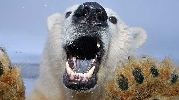 NOM NOM NOM POLAR BEAR HUNGRRYYYYYYY and she wants out of the sickberg