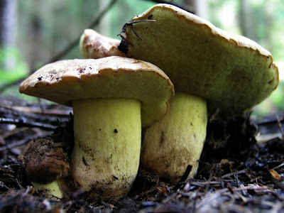  Borowik górski Boletus subappediculatus