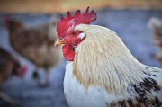Why poultry birds are culled (Mass segregation or Killing) during bird flu outbreak