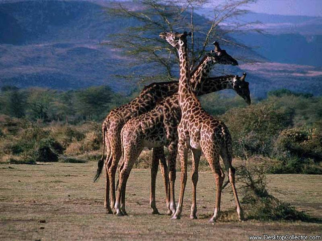 African Giraffe's