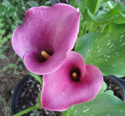 Calla Shiraz