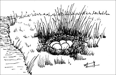 nido de Pato capuchino Anas versicolor