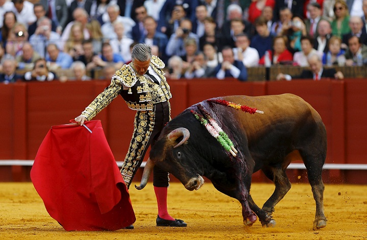 Apakah Banteng Memang Benci Warna Merah?