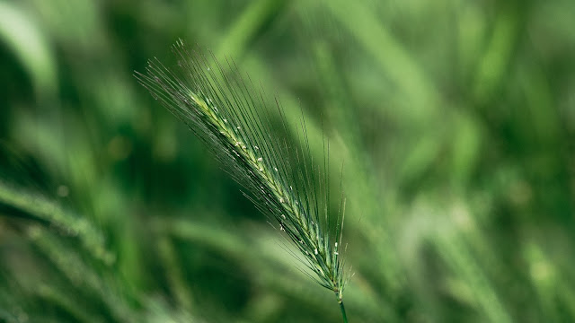 Grass, Close Up, Spike, Macro