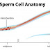Semen analysis-An important investigation of infertility work up