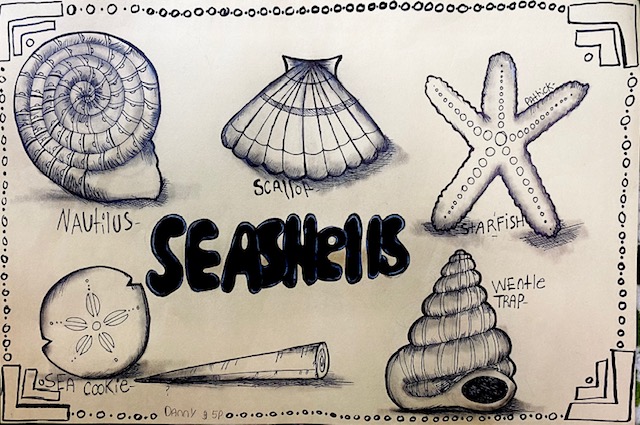 The Lost Sock : SeaShells by the SeaShore