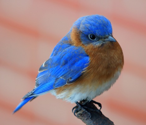 Blue Birds on Bluebirds Jpg