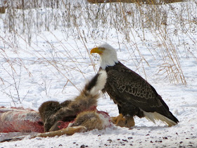 bald eagle feeding on whitetail deer 
