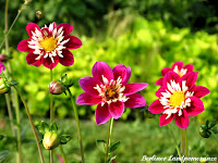 Dahlenfeuer Britzer Garten