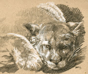 mountain lion sketch. did some sketching today. was worn out after being .