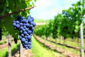 viñedos