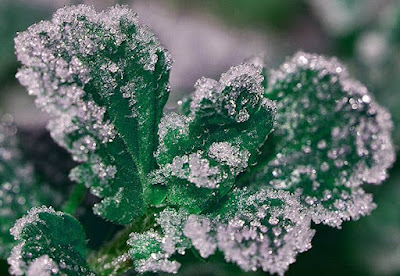 No inverno a importância dos cuidados é ainda maior, já que as plantas se tornam sensíveis nessa época do ano.