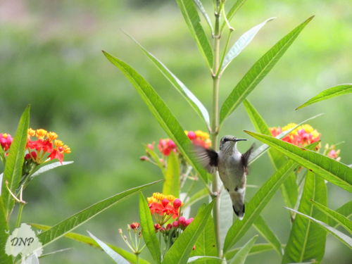 Hummingbird