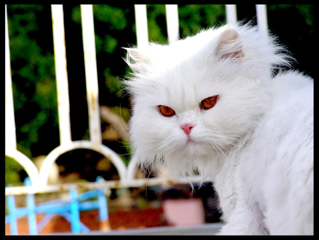 my adorable cat by pinkiwinkitinki from flickr (CC-SA)