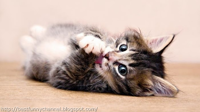 Funny little kitten.    