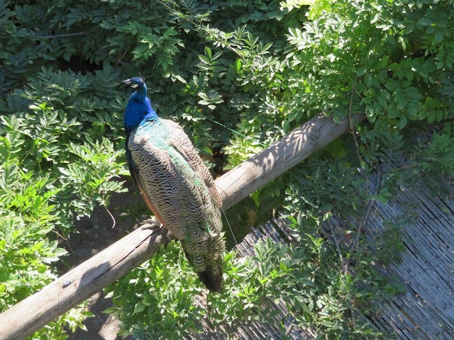 Pavões - Zoo de Lisboa