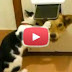 Animals Can Be Jerks - Supercut Compilation 2013!