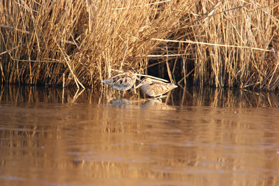 Waarlamke - Watersnip - Gallinago gallinago