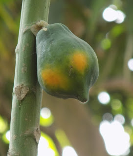 Papaya's wonderful health benefits - 10 benefits you must know