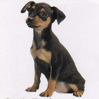 Miniature Pinscher Pictures