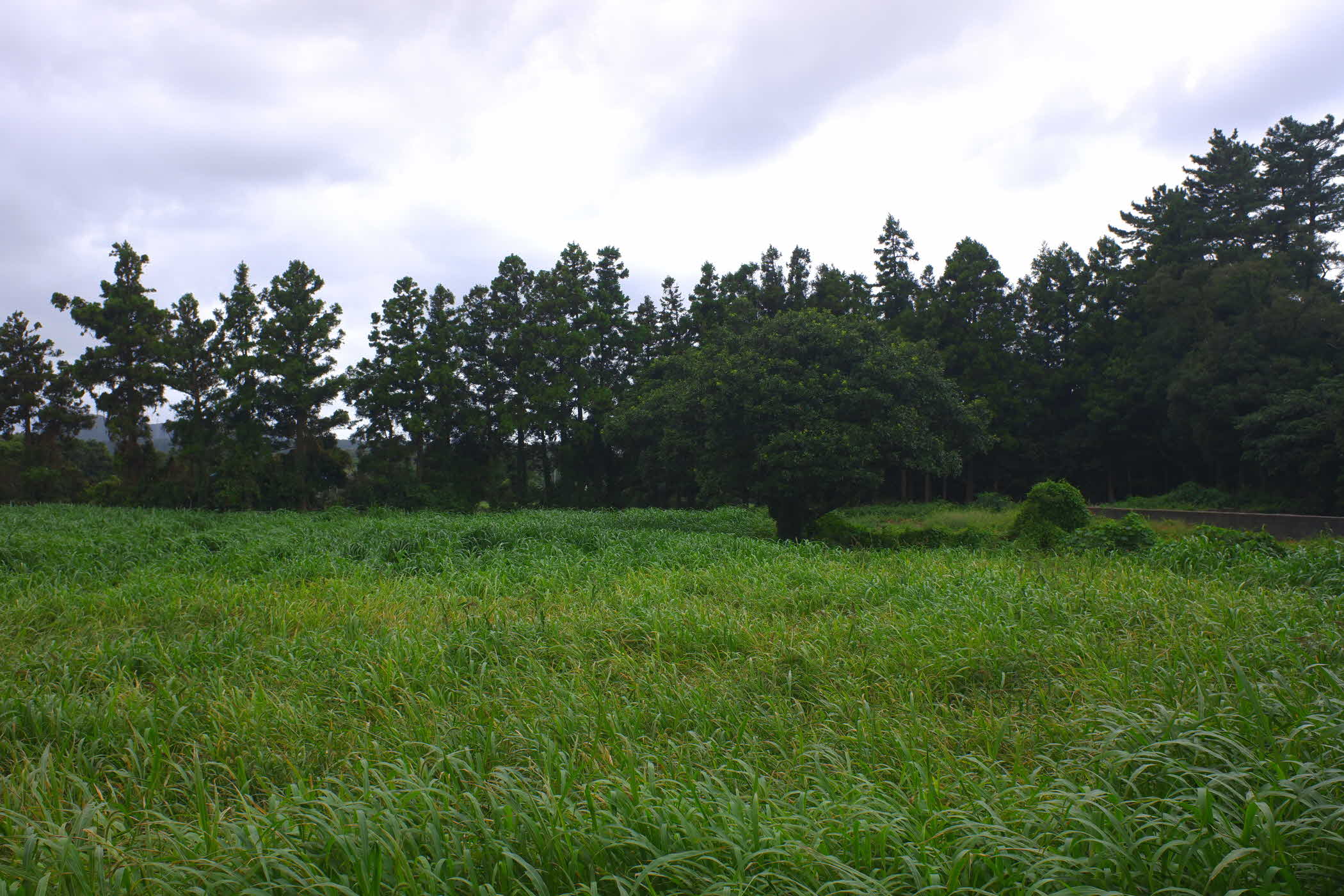 jeju