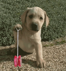 Gif de cachorro