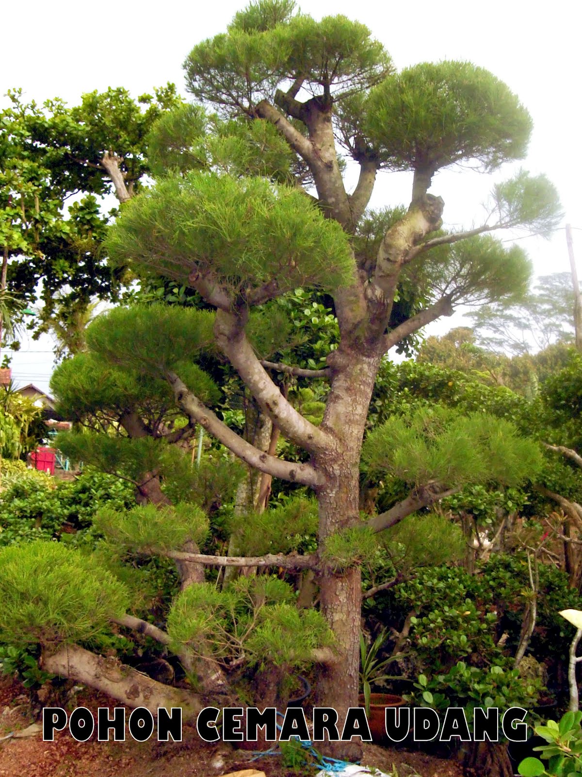 POHON CEMARA UDANG TUKANG TAMAN 