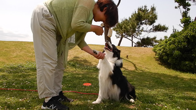 保護犬 ボーダーコリー トーマ