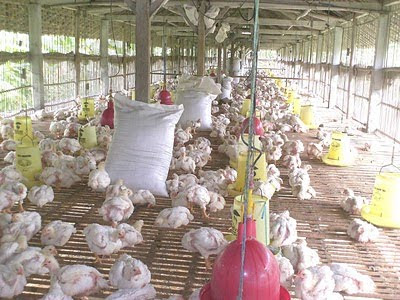 Bisnis Ternak Ayam Potong Yang Sehat dan Halal | Jalan Lurus