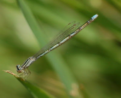 Narrow-winged Damselfly