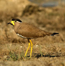 Vanellus malabaricus