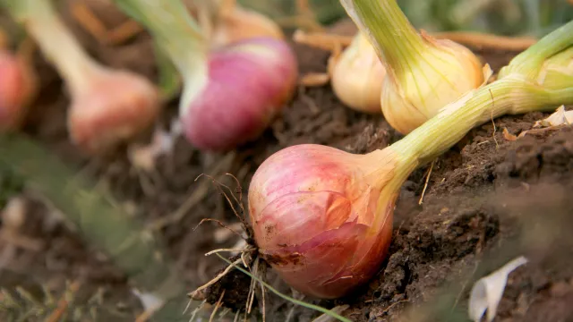 Perlakuan Benih Bawang Merah Sebelum Tanam