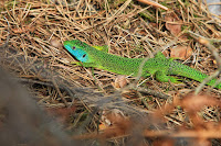 Lézards Forêt de Fontainebleau