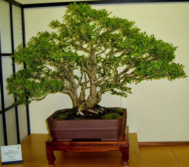 Gambar Tanaman Hias Bonsai yang Unik dan Cantik Foto dan 