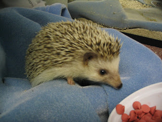 hedgehog