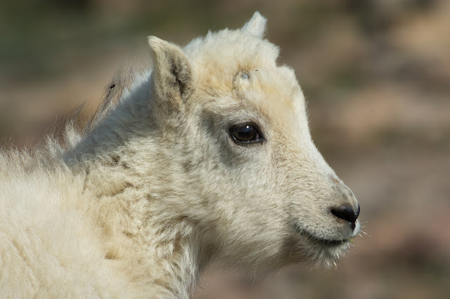 Mountain Goat, Mount Evans