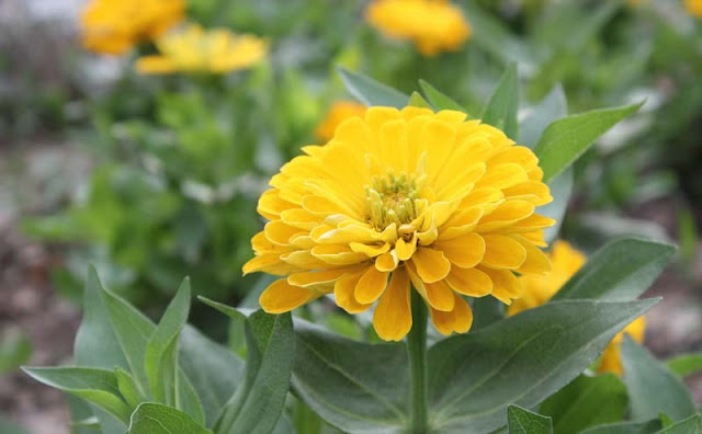 Zinnia Flowers