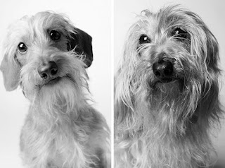 ¿Cómo envejecen los perros? Un conmovedor proyecto de la fotógrafa Amanda Jones