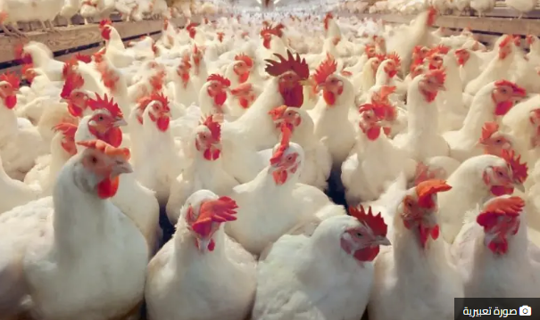 الدجاج النافق .. مقطع” فيديو” يثير الهلع ومطالب بفتح تحقيق