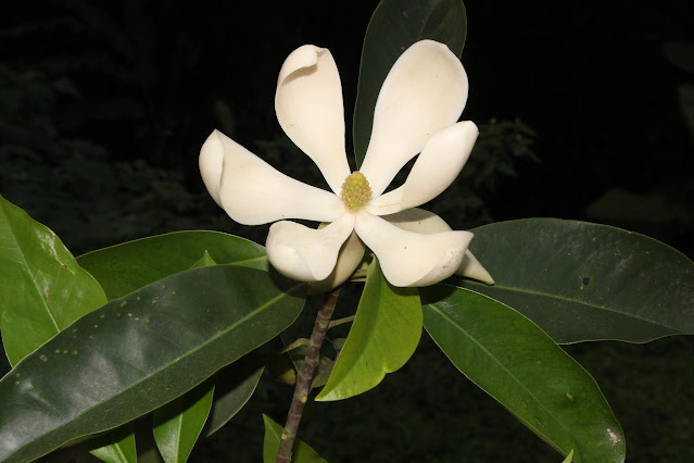 Magnolia chevalieri