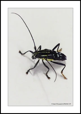 Longhorn Beetles