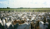 produccion ganadera en Valle del Aguan 