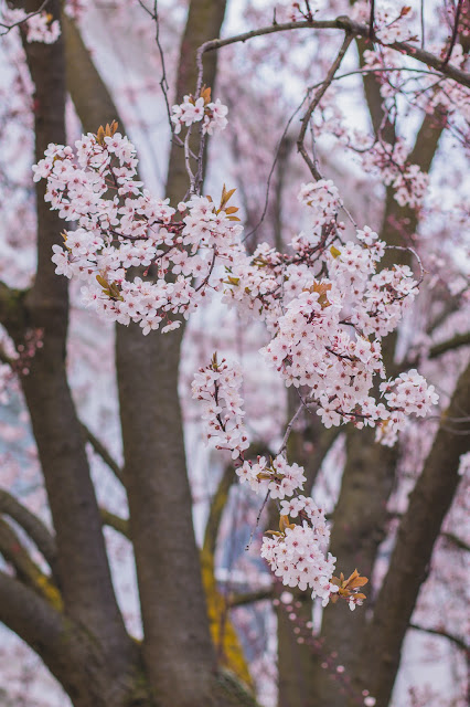 blossoms in Kensington, London