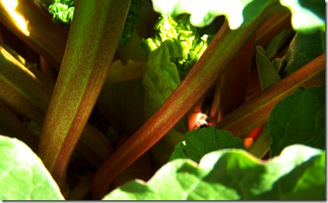 Amy's rhubarb