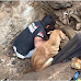 Frantic Mother Dog Helps Rescuers Dig For Her Puppies Buried Under Rubble