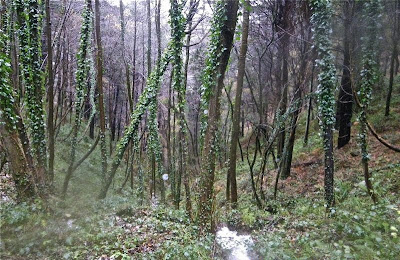 Alisos y robles en las riberas del arroyo Bolintxu